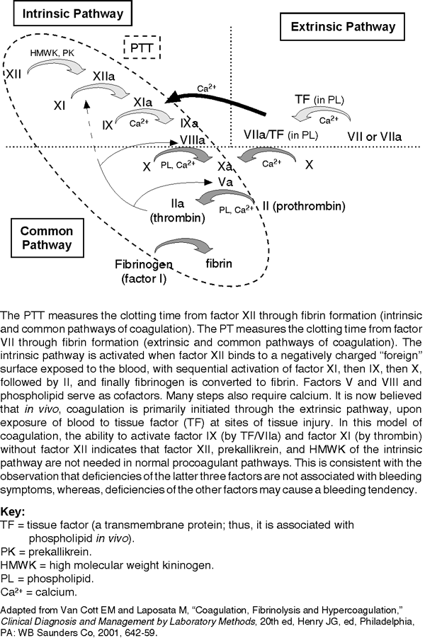 Pathways of coagulation diagram