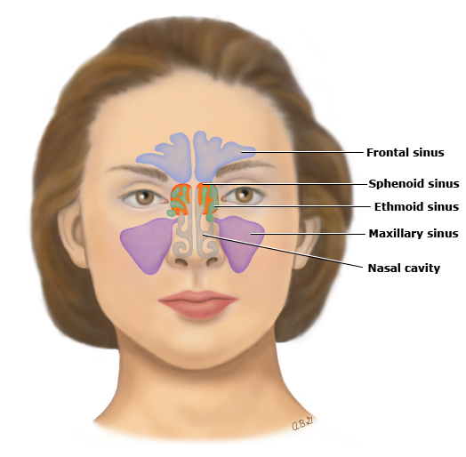 Facial Sinus 106